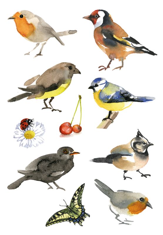 DECOR Stickers Akvarell fugler, 3 ark (10 pakk)